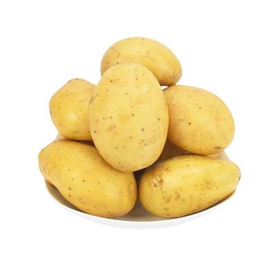 甘肃黄心大土豆粉糯沙面