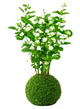 水培茉莉花盆栽苔藓球植物带花苞室内绿植花卉办公室桌面四季盆景