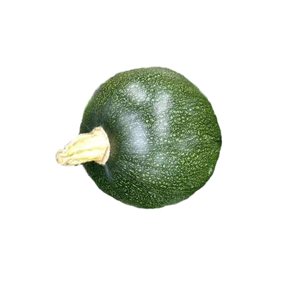 西葫芦种子盛丰墨珠四季高产