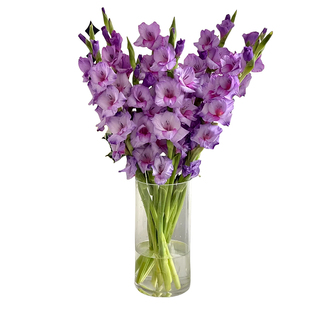 剑兰鲜花云南基地直发家用插花束鲜切花卉2025新年年宵花客厅水培