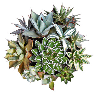 植物员外 龙舌兰蓝鲸仁王冠吉祥冠泷雷王妃雷神多肉植物组合盆栽