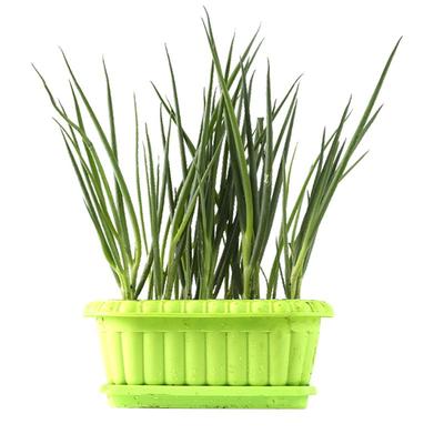 四季小葱种子苗小香葱种籽大葱盆栽葱苗蔬菜孑种头分葱葱红葱头干