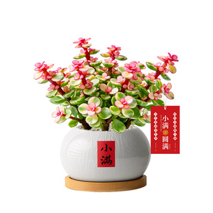 雅乐之舞多肉盆栽老桩肉肉植物盆景精品高级名贵植物花卉室内桌面