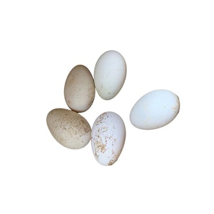 狮头鹅蛋农家散养鹅蛋新鲜孕妇老人宝宝营养食用蛋单粒170-230克