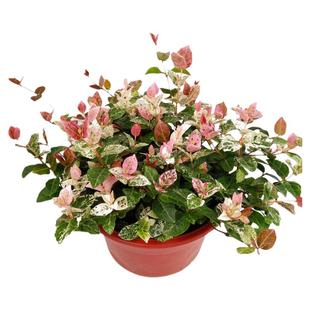 花叶络石 四季常绿好养黄金落石观叶阳台庭院吊兰爬藤绿植盆栽苗