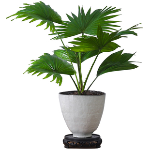 蒲葵盆栽侘寂风意式室内客厅办公室桌面盆景懒人四季好养花卉绿植