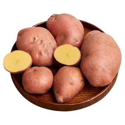 云南丽江红皮黄心土豆现挖现发