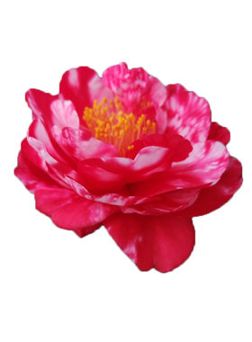 重瓣盆栽茶花新品种四季