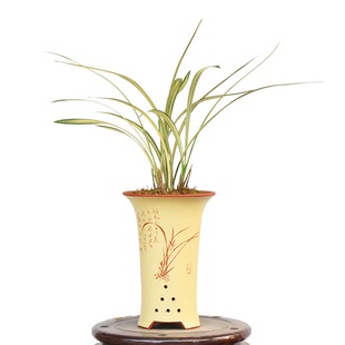 建兰福隆兰花系列浓香艺草四季翁源黄金中透线艺花卉盆栽品种大全