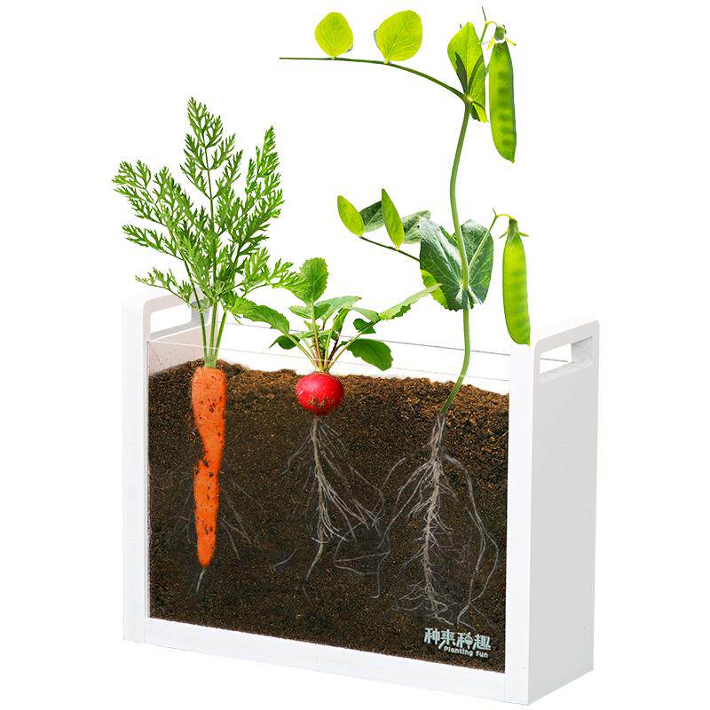 儿童植物根系生长观察窗幼儿园种植小盆栽套装DIY手工透明种菜箱