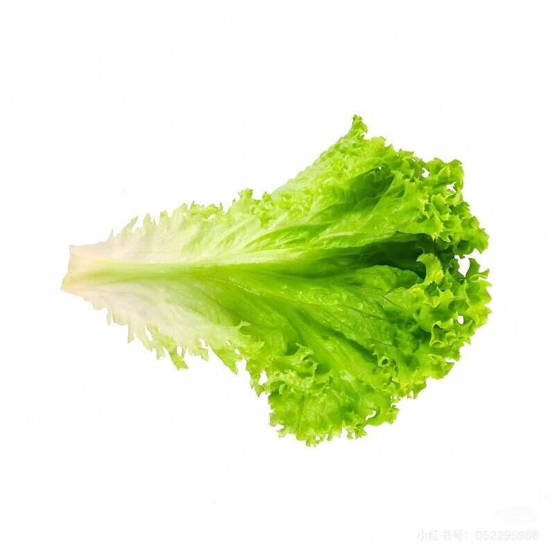 意大利生菜苗子阳台盆栽四季种植