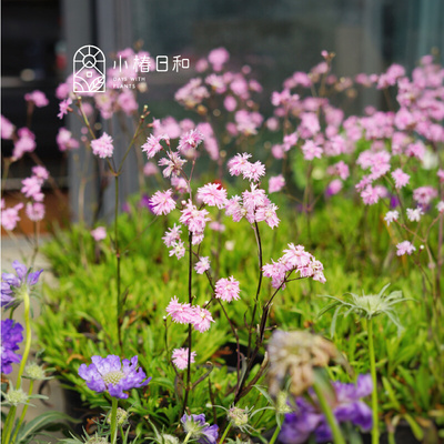 小椿日和 粉花剪秋萝珍妮耐寒耐热易养殖花期长花量大庭院2加仑盆