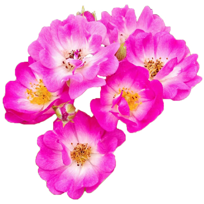 红花蔷薇独杆棒棒糖树桩高杆蔷薇