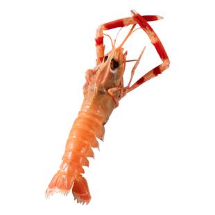 【鳌虾刺身】船冻国产海鳌虾刺身甜虾舟山野生鳌虾非新西兰鳌虾