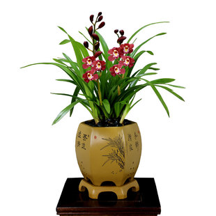 翁源兰花大花蕙兰开花浓香大花喜庆室内阳台客厅好养绿植花卉盆栽