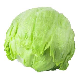 四季生菜籽种大全意大利罗马种子种苗奶油紫叶紫色球形秧带土