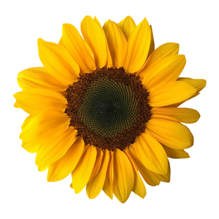 鲜花向日葵花束太阳花云南基地直发速递同城生日母亲节教师节礼物