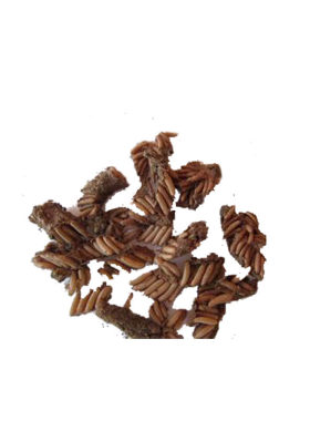 蚂蚱卵蚂蚱种苗孵化出苗率高膨化