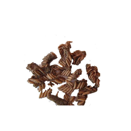 蝗虫卵，蚂蚱卵，蚂蚱籽，蚂蚱苗，蝗虫种卵，蚂蚱种卵，孵化率高