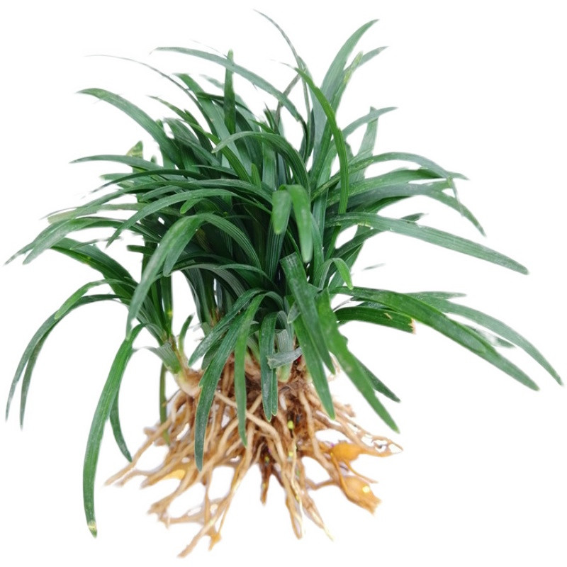 麦冬草庭院耐寒绿化常青花镜植物