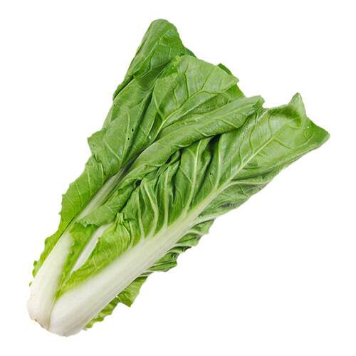 快菜种籽子奶油小白菜籽大白菜四季秋播秋天青菜仔籽蔬菜大全阳台
