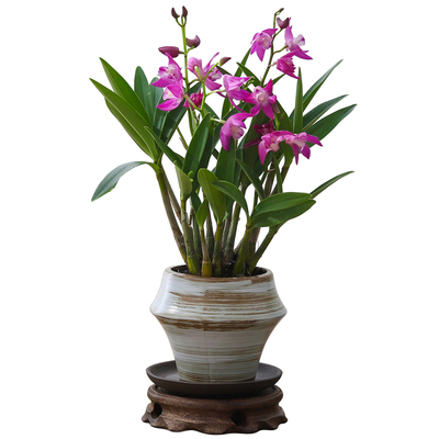 香水石斛兰植物盆栽带花苞绿植