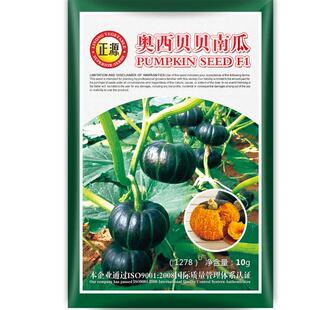 和利农 正源奥西贝贝南瓜种子食用粉糯栗香甜高产四季蔬菜种籽孑