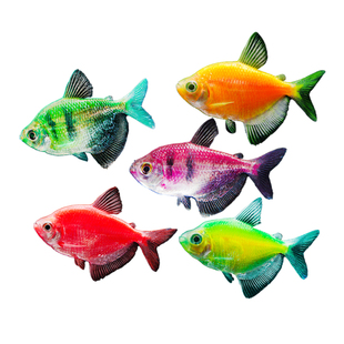 天使鱼活体观赏鱼大号五彩裙好养淡水群游荧光紫衣绿衣小型热带鱼