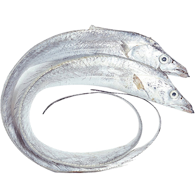 舟山新鲜小眼带鱼大整条