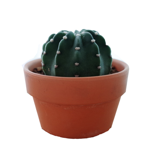 SAHARA PLANT|沙漠之边系列 海王星 白星点缀 北欧风格仙人掌