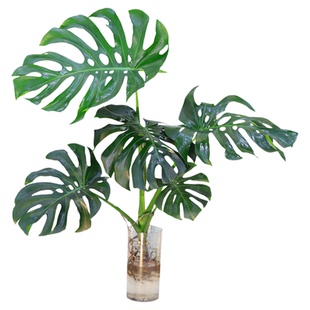 大型老桩龟背竹水培北欧风除甲醛办公客厅室内室外客厅卧室