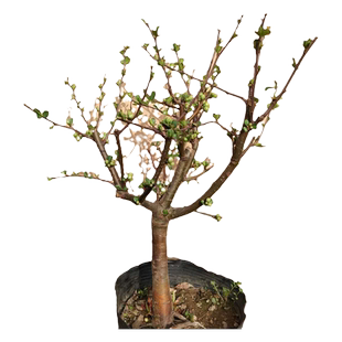 绿宝石海棠花树苗盆栽绿海棠盆景银长寿树桩耐寒室内阳台花卉绿植