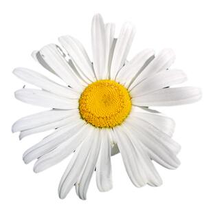 大滨菊种子洋甘菊花种子四季易种活花籽阳台庭院室外花卉花种籽子