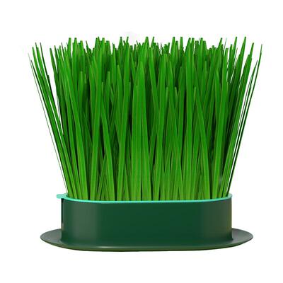 无土水培猫草盆栽终身送猫草种子