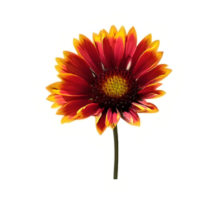 天人菊种子观赏花卉种子多年生花草籽耐热耐旱宿根花盆栽花海绿化