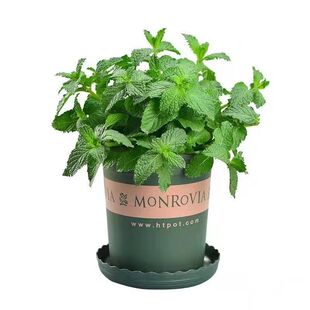 薄荷迷迭香盆栽可食用新鲜苗薄荷叶绿植室内客厅桌面盆栽四季好养