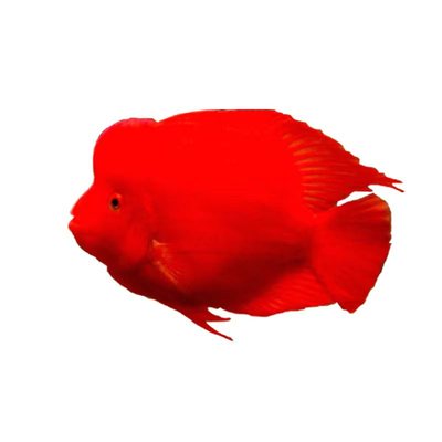 沪上渔场财神红鹦鹉元宝发财鱼