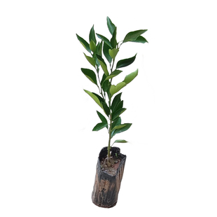 长叶香橙脐橙树苗母本苗新津早熟蜜桔苗柑桔盆栽室外嫁接果树苗木