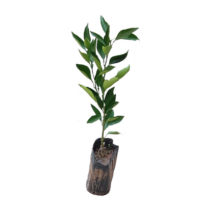 长叶香橙和新津早熟蜜桔树苗