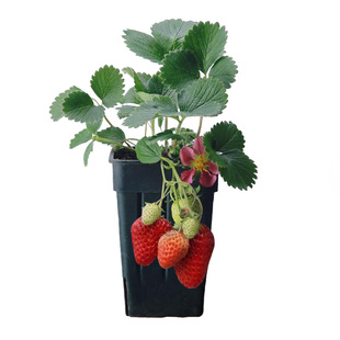 塔莎的花园草莓苗秧四季结果盆栽黑色草莓天使AE珍珠室内阳台植物