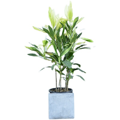 朱蕉盆栽德邦快递全国送货上门