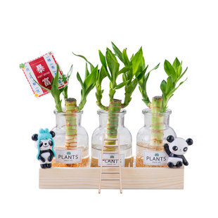 水培植物富贵竹绿萝吉祥办公室桌面装饰创意绿植节日礼品定制摆件