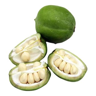 文冠花树苗浓香型盆栽室内外阳台庭院观赏花卉绿植好养多年生植物