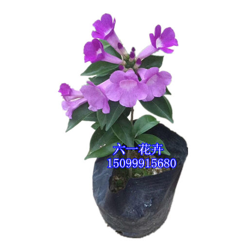 蒜香藤花苗 紫铃藤花 耐晒爬藤植物四季庭院阳台垂吊攀爬围墙植物