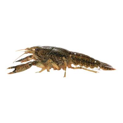 新手入门小龙虾单性繁殖水族乡