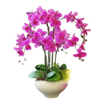 蝴蝶兰带花苞盆栽大苗好四季好养