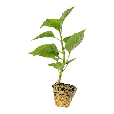 二荆条辣椒苗香辣高产长线椒苗子