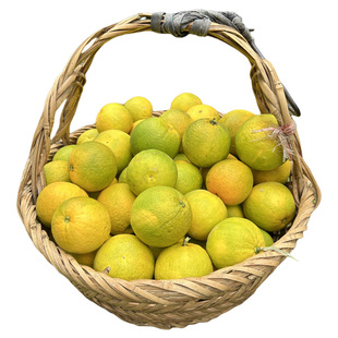 修水化红当天采摘新鲜果汁多产地直发不是脐橙新鲜化红干化红可选