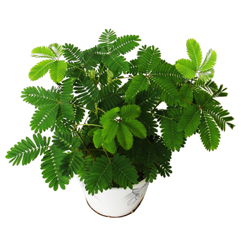 室内阳台奇趣绿植含羞草种植套装
