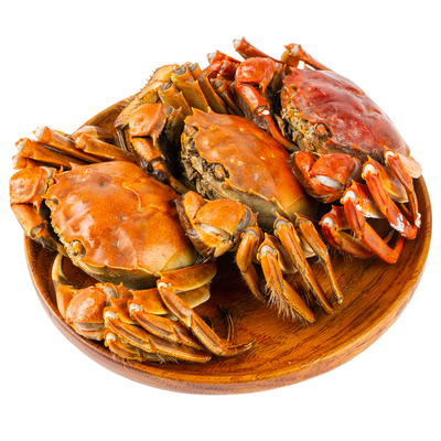 【活蟹】毛氏阳澄 苏州阳澄湖大闸蟹鲜活螃蟹 全母8-10只礼盒装